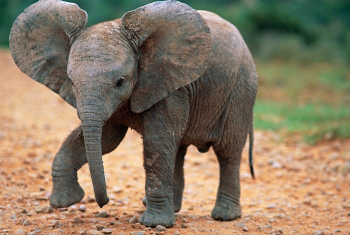 While the Cincinnati Zoo & Botanical Garden is closed, the zoo is offering home virtual safaris.