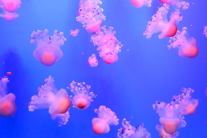 You can take a virtual tour of different aquariums around the nation while stuck inside with COVID-1...