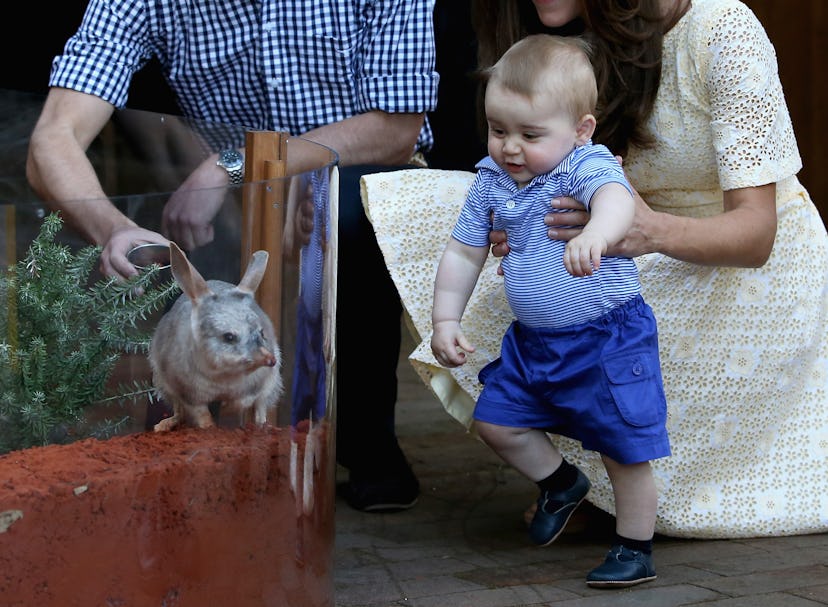 Not even zoo animals can compete with Prince George. 