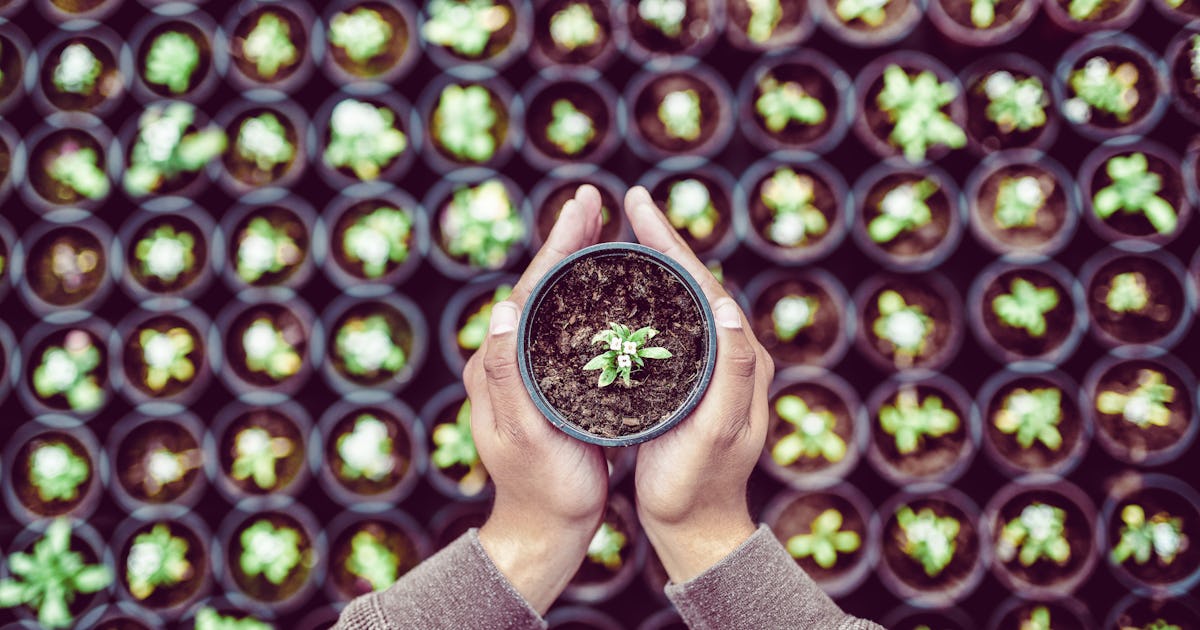 4 gardening activities you can do … while isolating yourself