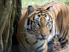 It's so easy to use Google’s 3-D animal feature to explore tigers, lions, and more.