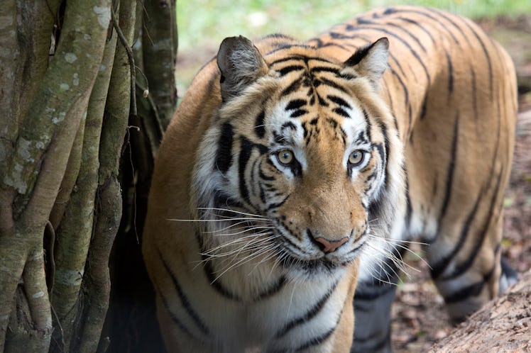 It's so easy to use Google’s 3-D animal feature to explore tigers, lions, and more.