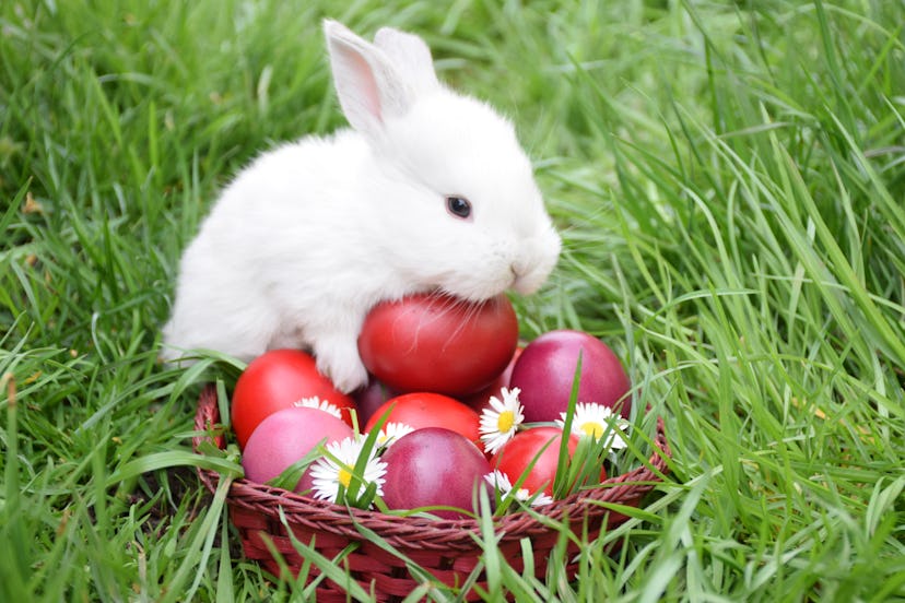 Celebrate your Easter with a funny Instagram caption.