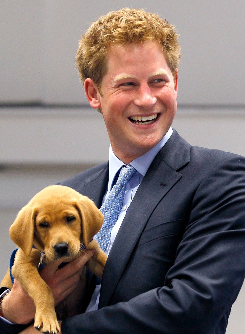 Prince Harry looks ecstatic to be holding a puppy.
