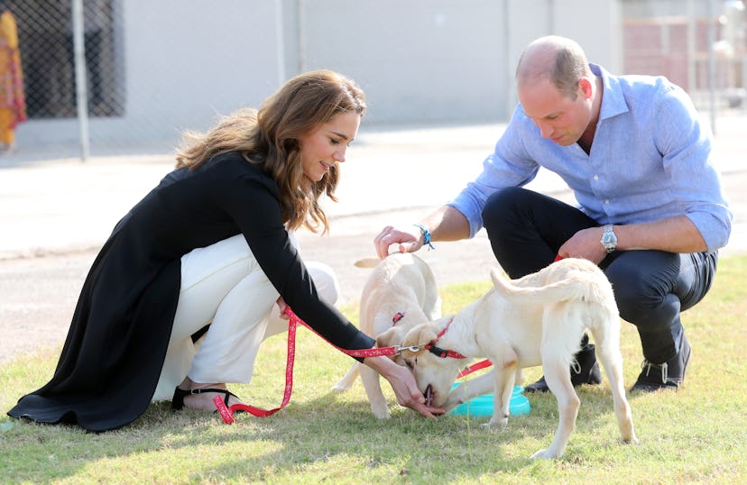  Kate Middleton and Prince William get up close and personal with dogs. View 