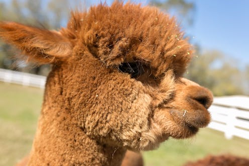 How To Invite A Llama And Other Farm Animals To Your Next Zoom Meeting