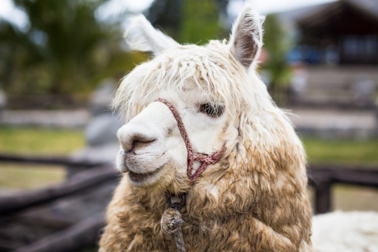 Here's how to host a Zoom field trip with live animals, so you can bring the outdoors to you.