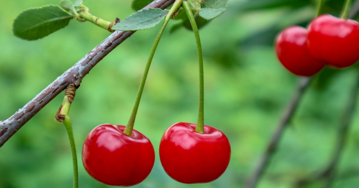 Why Are People Posting Cherry On Their Snapchat Stories The