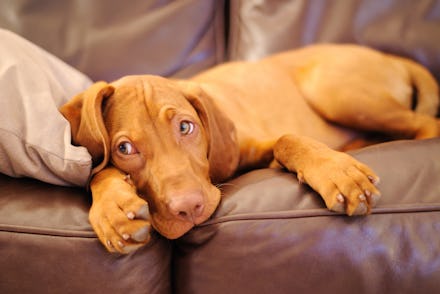 A light brown dog that hates quarantine lying on a couch