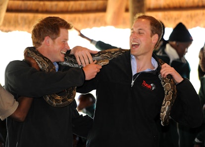 Prince William and Prince Harry bonding with a giant snake.