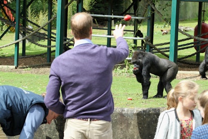 This gorilla isn't sure how to feel about a future king throwing him some food.