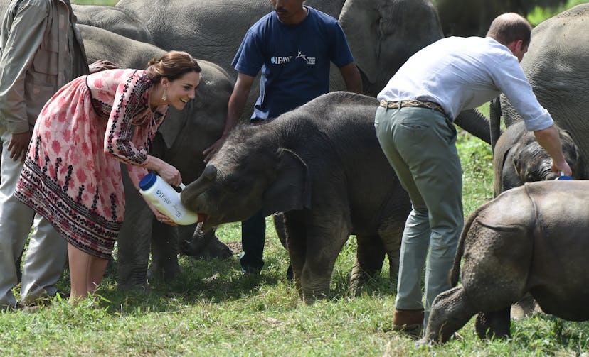 How Kate Middleton manages to look elegant feeding baby elephants I will never know.