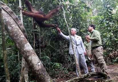 Prince Charles met some cool orangutans in Malaysia.