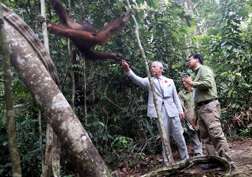 Prince Charles met some cool orangutans in Malaysia.