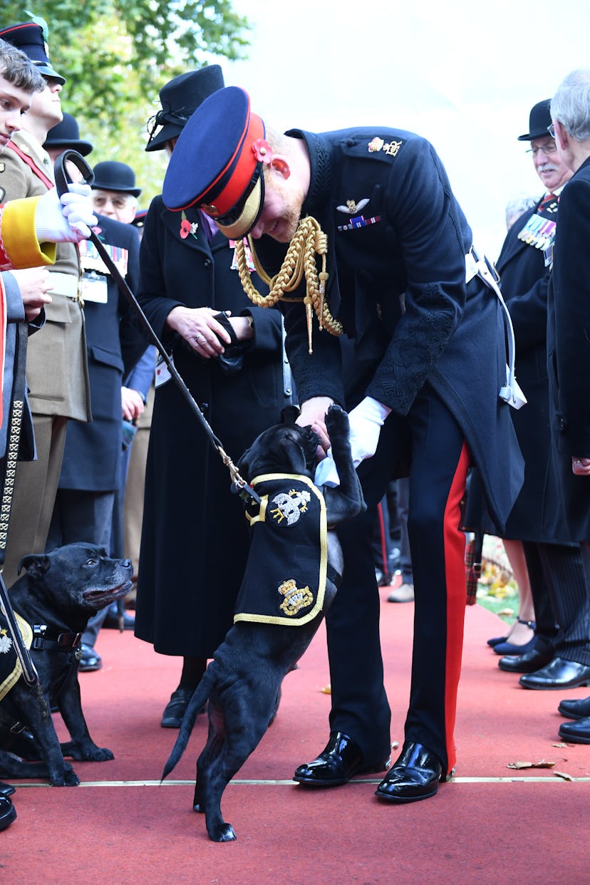 Prince Harry and a dog.