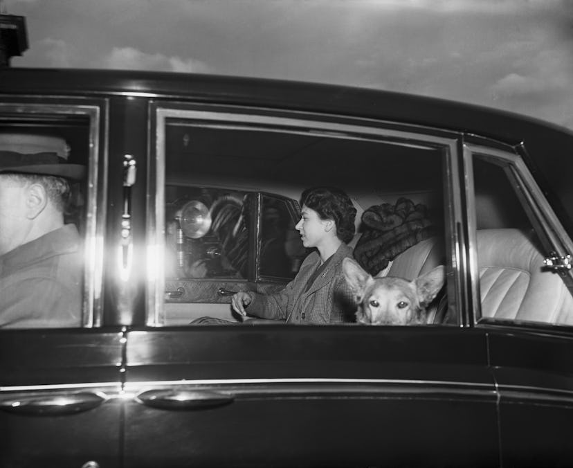 Queen Elizabeth rides with her dogs.