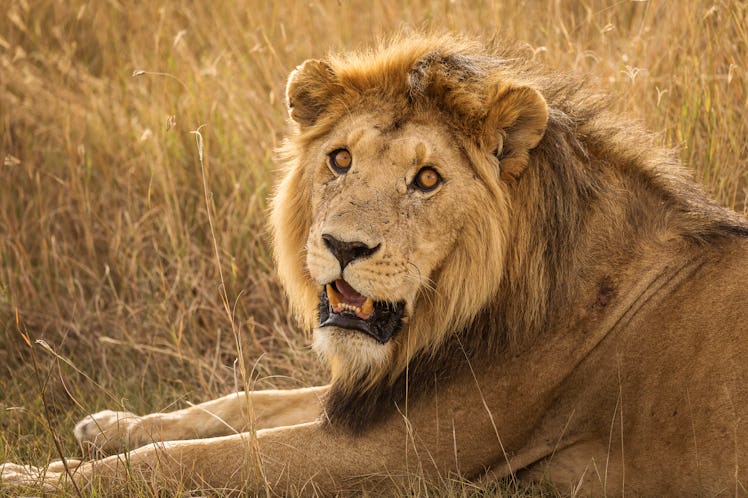 These best animal face filters on Instagram will have you feeling wild.