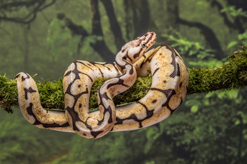 29 abandoned snakes were found in the U.K. including a dozen ball pythons and a dozen corn snakes.