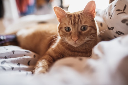  Household pets should practice social distancing amid coronavirus outbreak, according to new CDC gu...