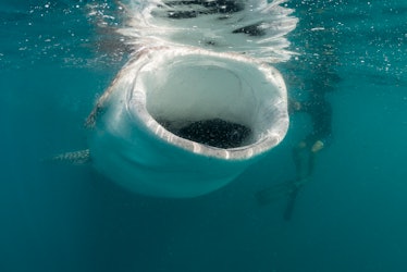 whale shark with an open mouth