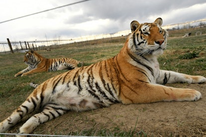 Tigers held in captivity is a huge problem in the united states, brought to light by the docuseries ...