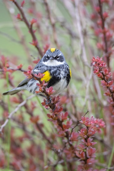 A yellow-rumped warbler standing on a treetop