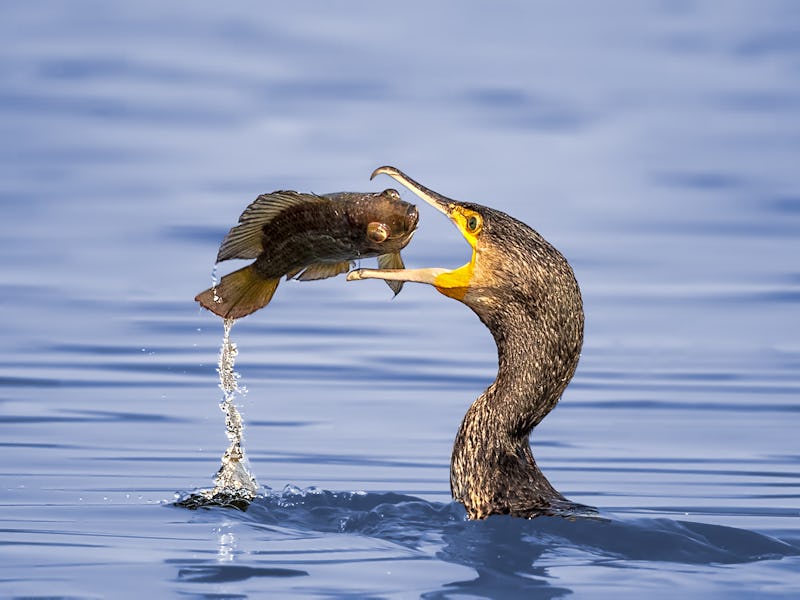 A crafty bird about to devour a fish that jumped out of the water