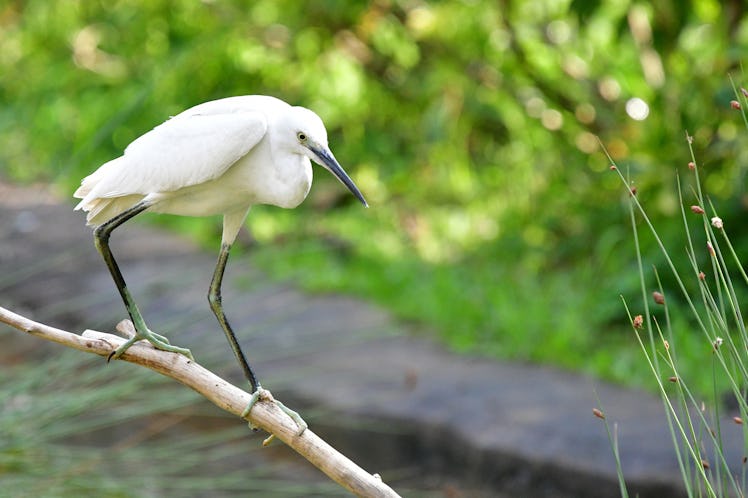 A white Great egret walking on a tree branch