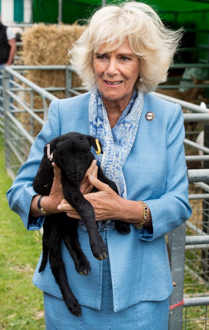 Camilla Parker-Bowles loves this lamb.