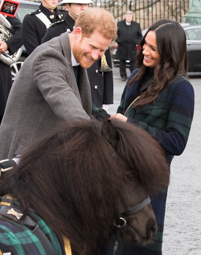 Prince Harry is loving this Shetland pony.
