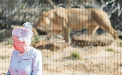 Queen Elizabeth stands in front of a queen of the jungle.