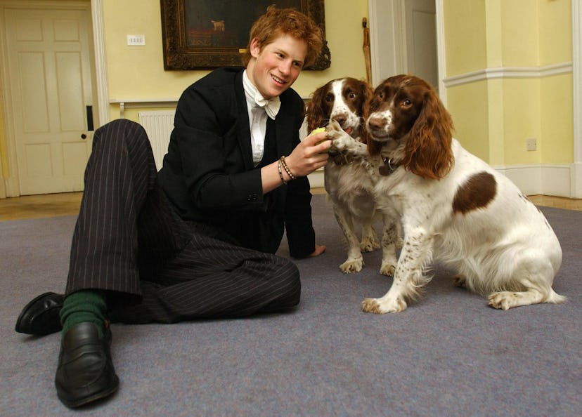Prince Harry's hair totally matches the fur of these dogs.