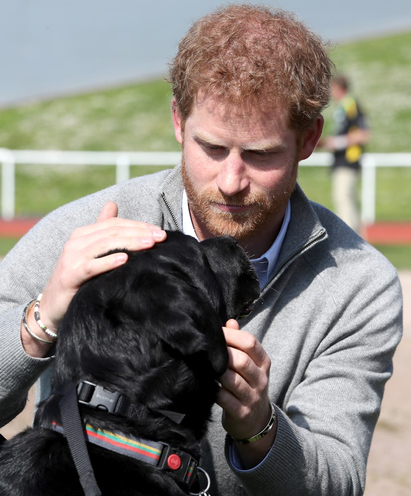 This dog and Prince Harry are all about that deep connection.