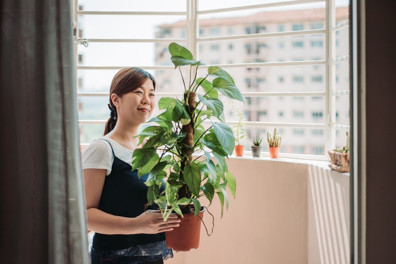 A person smiles as she carries her house plant from one place to another. House plants can be great ...