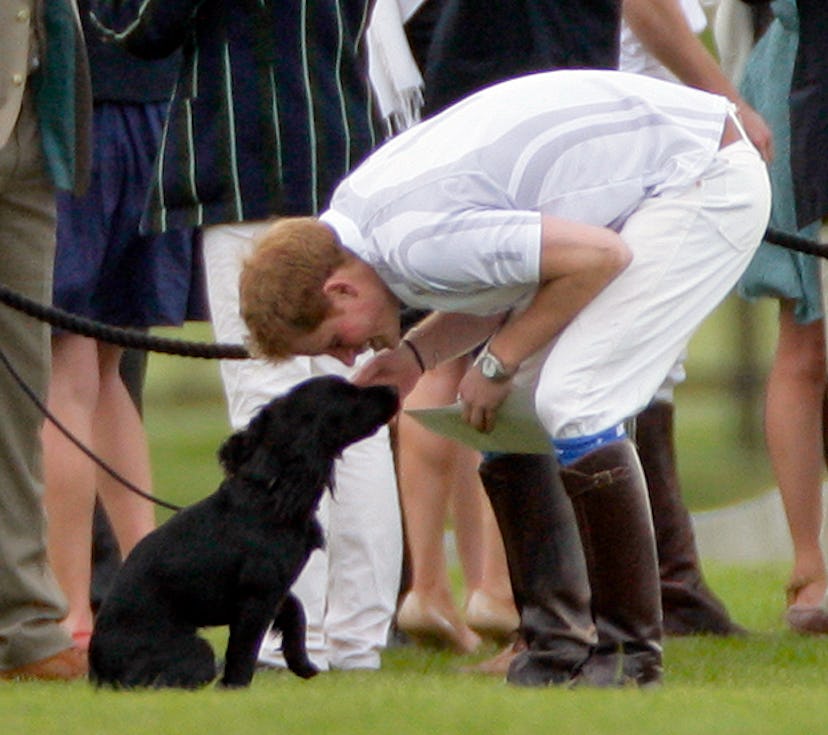 Prince Harry gives Prince William's dog Lupo a little love.