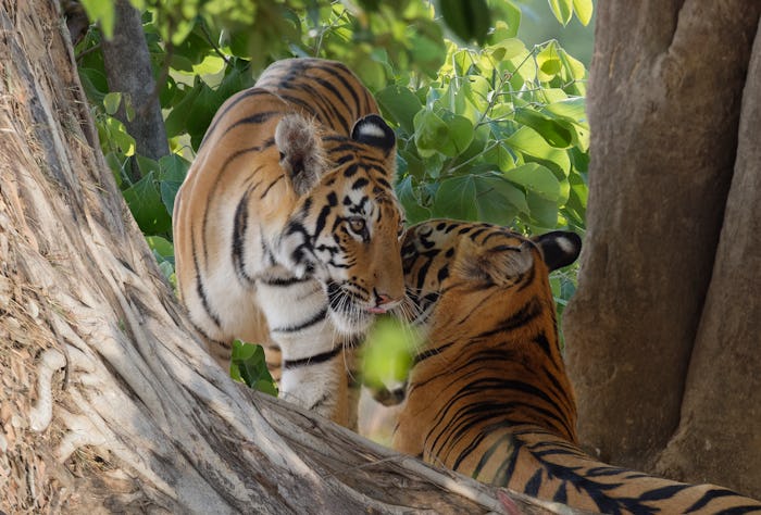 tigers in wild
