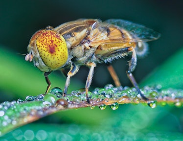To detect new odors, fruit fly brains improve on a well-known computer  algorithm - Salk Institute for Biological Studies