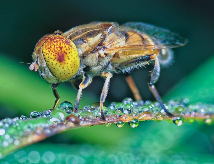 Fruit flies are crucial for scientific studies.