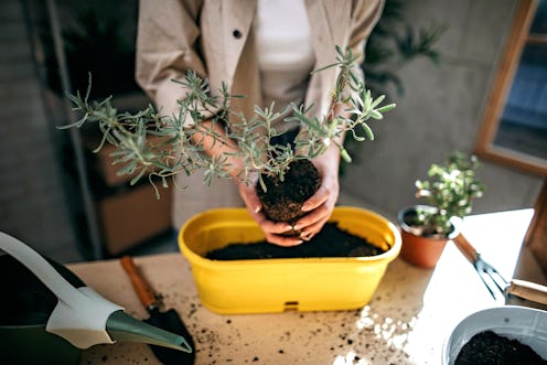 A woman plants sage in a bucket. How Gardening & Plant Care Helps Your Mental Health, According To E...