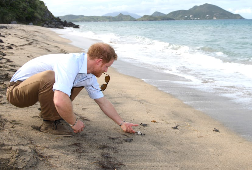 Prince Harry helps baby sea turtles