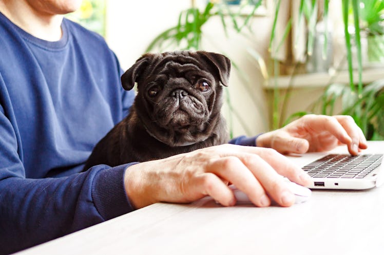 These animal Zoom backgrounds include plenty of aww-worthy imagery.