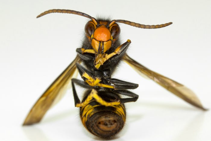 Murder hornets, which have recently been spotted in the United States for the first time, can be dea...