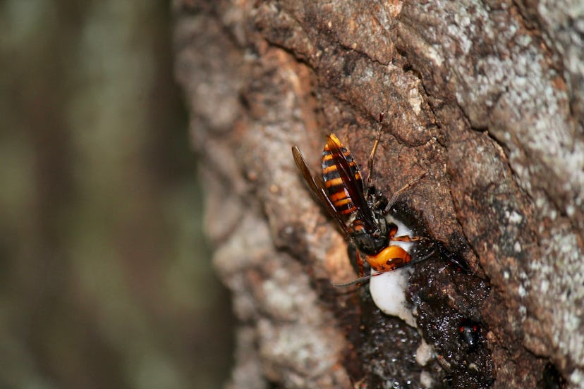 An Asian giant hornet looks out from a nest. The species is aggressive towards bees and other pollin...