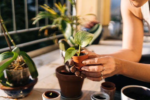 A woman plants seedlings in pots. Pregnancy symptoms, but not pregnant? These common symptoms of pre...