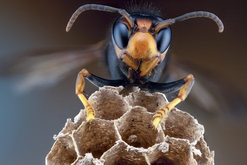 An Asian giant hornet on top of a piece of honeycomb. These hornets have been discovered in the US f...