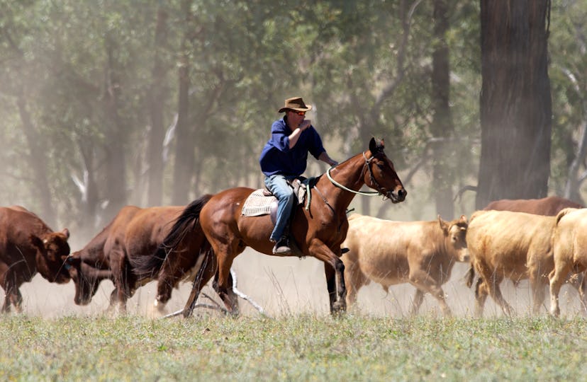 Prince Harry works on a horse farm Down Under.