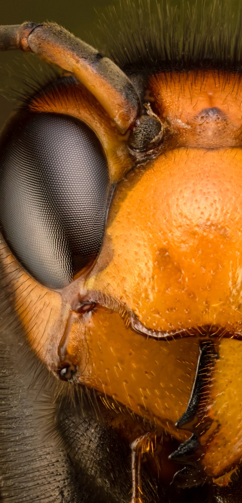 Head of an Asian giant hornet