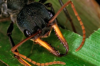 A closeup of the "murder hornet"