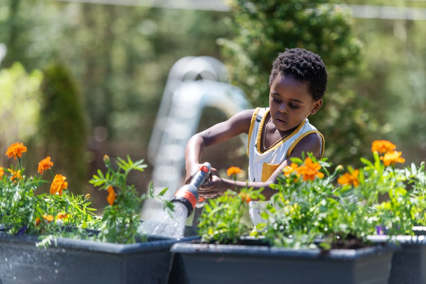 A child playing outside and watering bright orange flowers