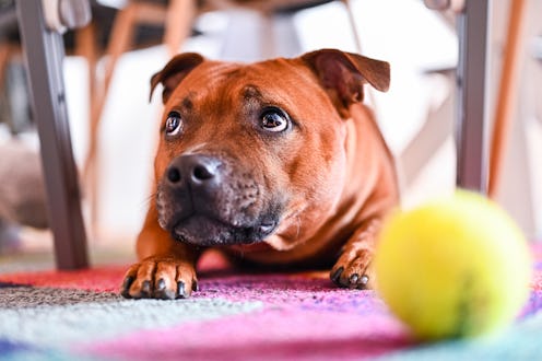 A brown dog lays on their belly in front of a tennis ball and looks up at their human, off-camera. W...